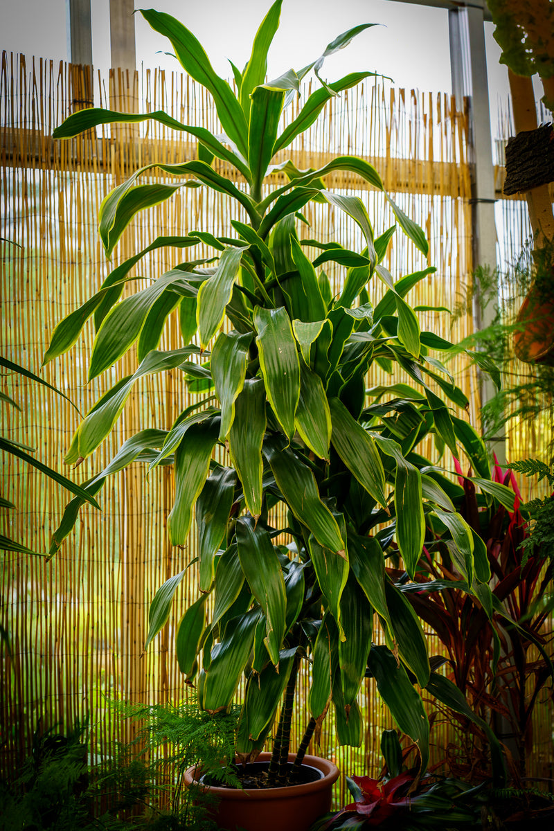 dracaena tall plant Pele Dracaena – Plant Detectives