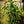 Load image into Gallery viewer, Cornstalk Dracaena