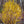 Load image into Gallery viewer, Kintoki Japanese Cornel Dogwood - Other Shrubs - Shrubs
