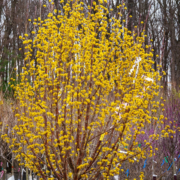 Kintoki Japanese Cornel Dogwood