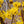 Load image into Gallery viewer, Kintoki Japanese Cornel Dogwood - Other Shrubs - Shrubs