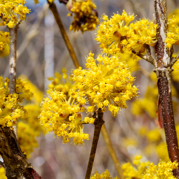 Kintoki Japanese Cornel Dogwood