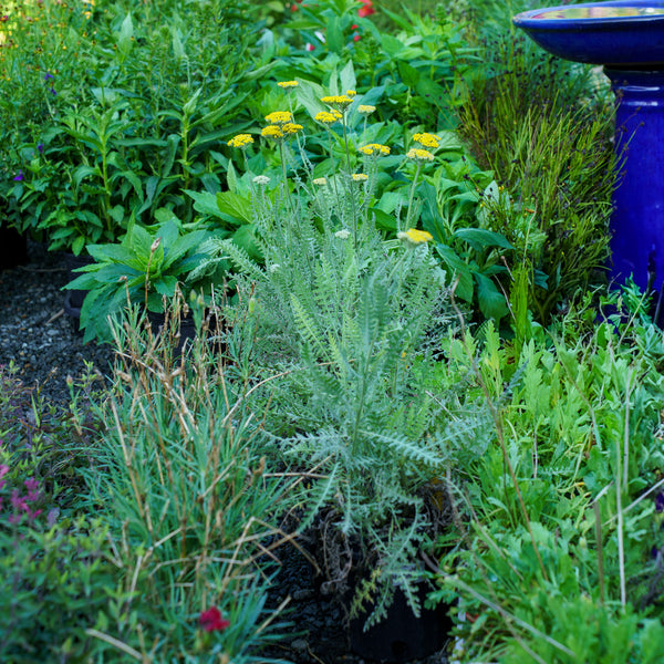 Coronation Gold Yarrow