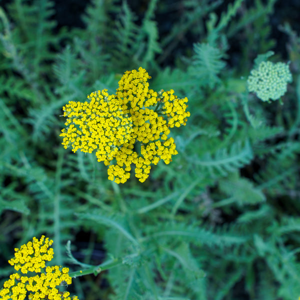 Coronation Gold Yarrow