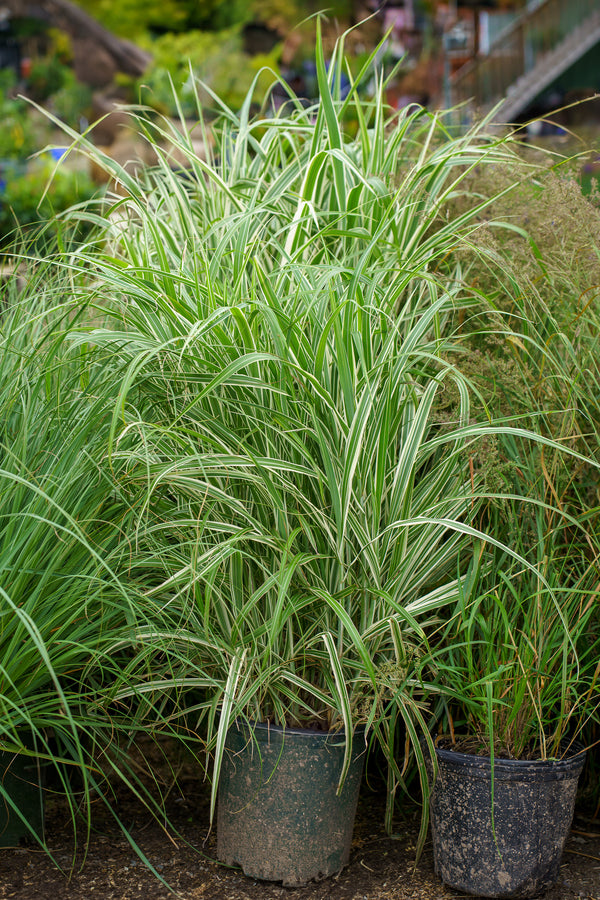 Cosmopolitan Maiden Grass