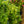Load image into Gallery viewer, Creeping Gloxinia