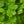 Load image into Gallery viewer, Creeping Gloxinia