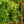 Load image into Gallery viewer, Creeping Gloxinia