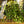 Load image into Gallery viewer, Wire Vine