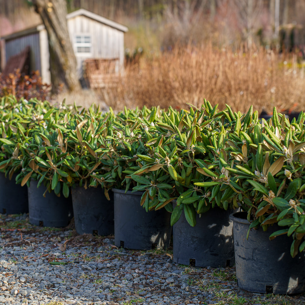 Crete Rhododendron – Plant Detectives