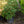 Load image into Gallery viewer, Crete Rhododendron