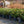 Load image into Gallery viewer, Crete Rhododendron