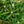 Load image into Gallery viewer, Crete Rhododendron
