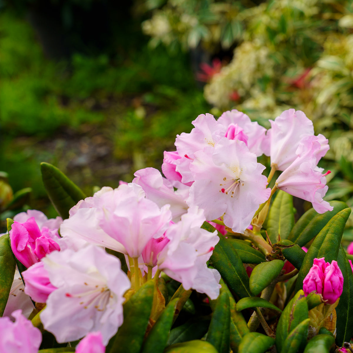 Rhododendron 'Crete'