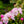 Load image into Gallery viewer, Crete Rhododendron