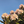 Load image into Gallery viewer, Crete Rhododendron