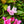 Load image into Gallery viewer, Crete Rhododendron