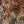Load image into Gallery viewer, Crimson Cutie Barberry