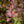 Load image into Gallery viewer, Crimson Cutie Barberry