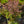 Load image into Gallery viewer, Crimson Cutie Barberry