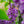 Load image into Gallery viewer, Crimson Doll Lilac