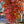 Load image into Gallery viewer, Crimson King Norway Maple - Maple - Shade Trees