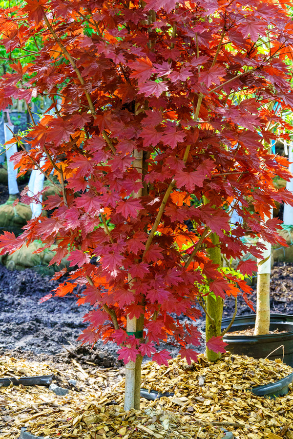 Crimson King Norway Maple