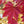 Load image into Gallery viewer, Crimson King Norway Maple - Maple - Shade Trees