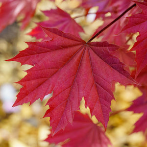 Crimson King Norway Maple