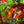 Load image into Gallery viewer, Crimson King Norway Maple - Maple - Shade Trees