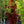 Load image into Gallery viewer, Crimson King Norway Maple - Maple - Shade Trees