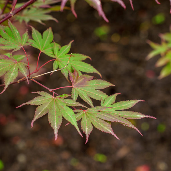 Crimson Prince Japanese Maple