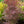 Load image into Gallery viewer, Crimson Prince Japanese Maple