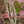 Load image into Gallery viewer, Crimson Prince Japanese Maple