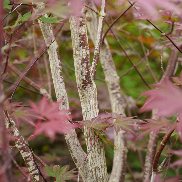 Crimson Prince Japanese Maple
