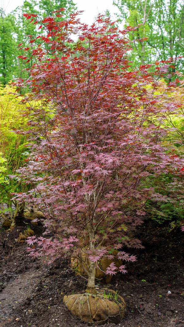 Crimson Prince Japanese Maple
