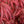 Load image into Gallery viewer, Crimson Princess Laceleaf Japanese Maple - Japanese Maple - Japanese Maples