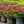 Load image into Gallery viewer, Crimson Pygmy Dwarf Japanese Barberry - Barberry - Shrubs