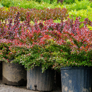 Crimson Pygmy Dwarf Japanese Barberry - Barberry - Shrubs
