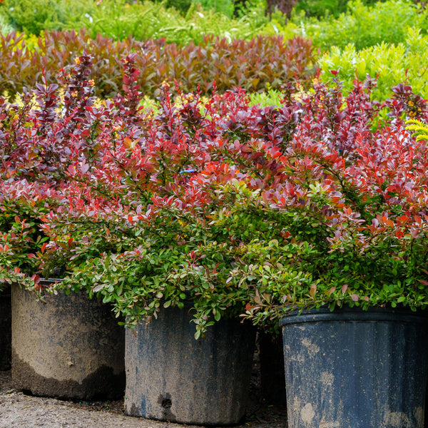 Crimson Pygmy Dwarf Japanese Barberry - Barberry - Shrubs