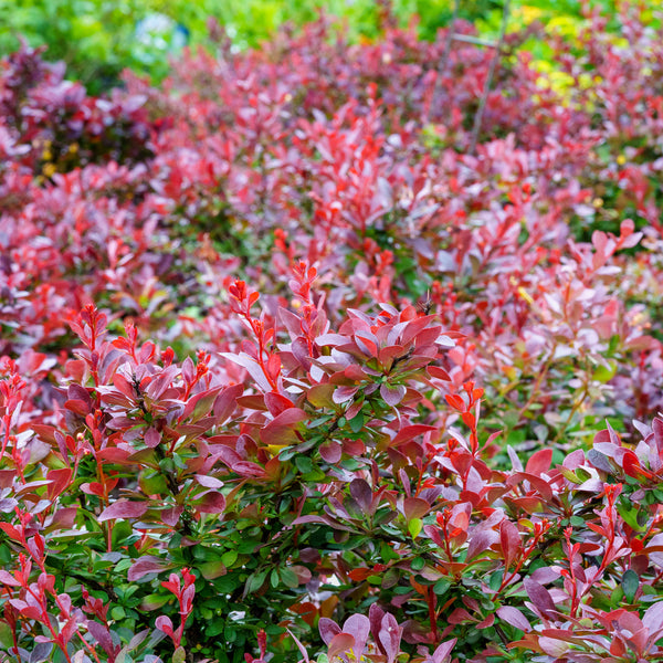 Crimson Pygmy Dwarf Japanese Barberry - Barberry - Shrubs