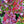Load image into Gallery viewer, Crimson Pygmy Dwarf Japanese Barberry - Barberry - Shrubs