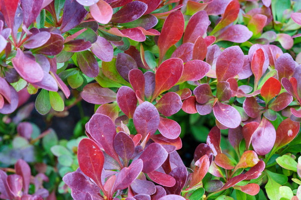 Crimson Pygmy Dwarf Japanese Barberry - Barberry - Shrubs