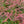 Load image into Gallery viewer, Crimson Pygmy Barberry