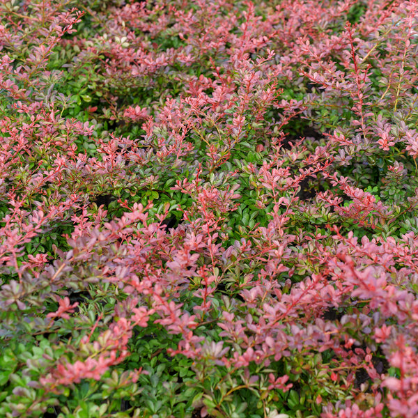 Crimson Pygmy Barberry
