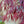 Load image into Gallery viewer, Crimson Queen Japanese Maple - Japanese Maple - Japanese Maples