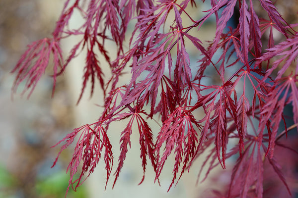 Crimson Queen Japanese Maple - Japanese Maple - Japanese Maples