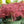 Load image into Gallery viewer, Crimson Queen Japanese Maple - Japanese Maple - Japanese Maples