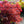 Load image into Gallery viewer, Crimson Queen Japanese Maple - Japanese Maple - Japanese Maples