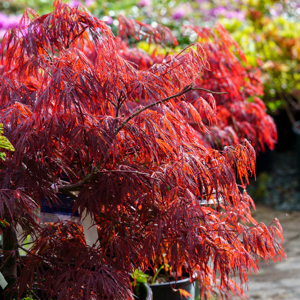 Crimson Queen Japanese Maple - Japanese Maple - Japanese Maples